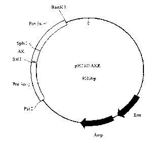 Plasmid for expressing plutella xylostella arginine kinase genes dsRNA (double-stranded ribonucleic acid) and application