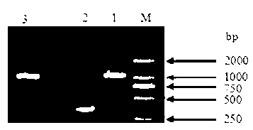 Plasmid for expressing plutella xylostella arginine kinase genes dsRNA (double-stranded ribonucleic acid) and application