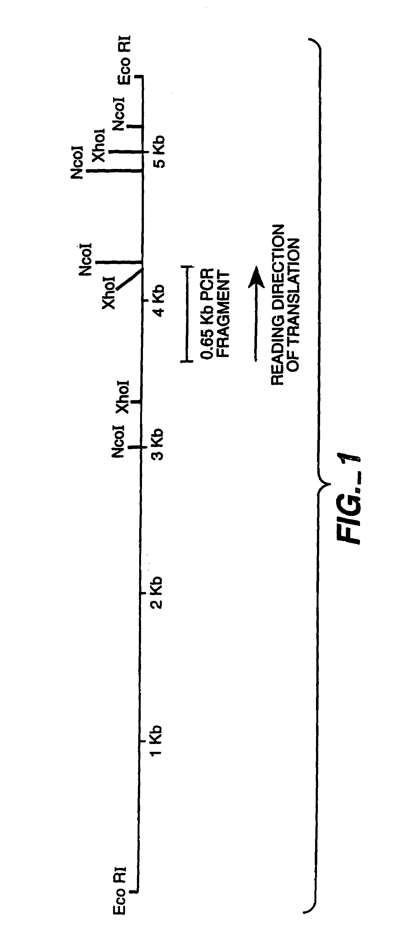 Manipulation of the phenolic acid content and digestibility of plant cell walls by targeted expression of genes encoding cell wall degrading enzymes