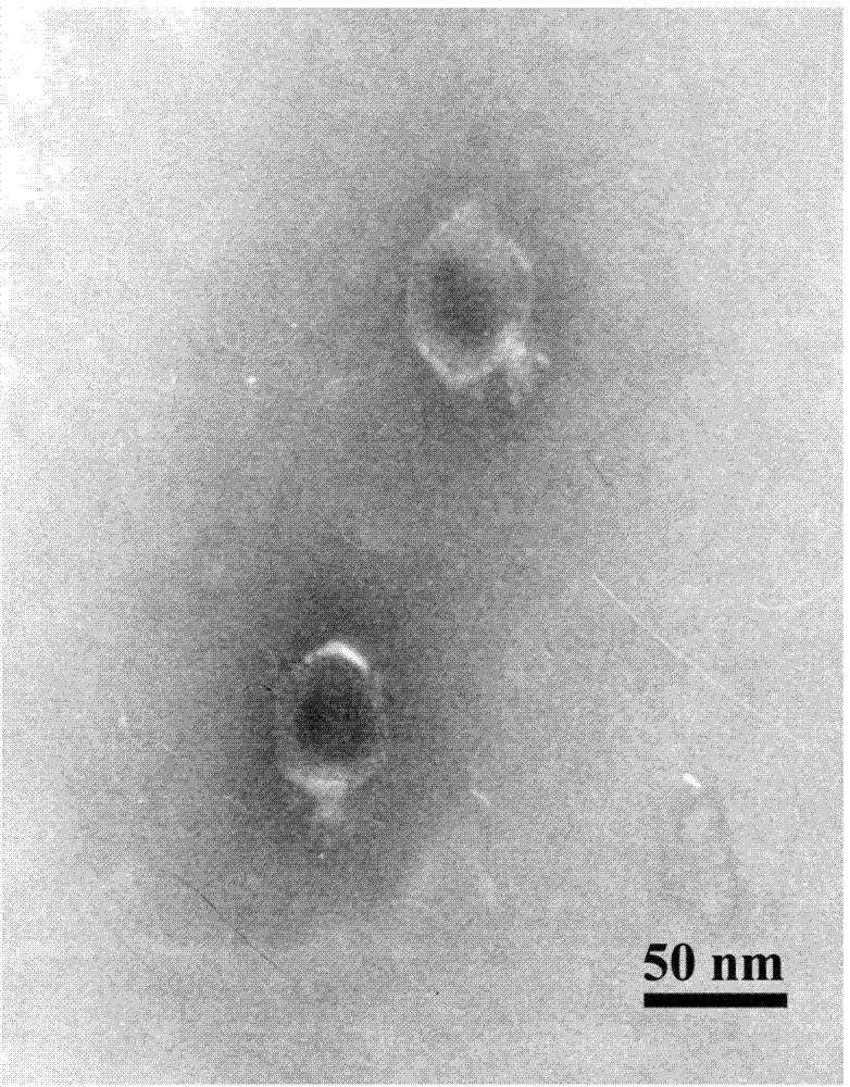 Vibrio alginolyticus bacteriophage and application thereof to prevention of sea cucumber disease