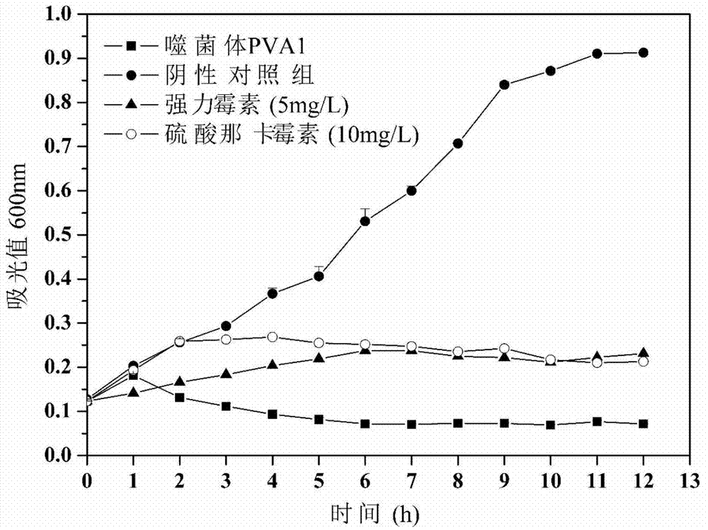 Vibrio alginolyticus bacteriophage and application thereof to prevention of sea cucumber disease