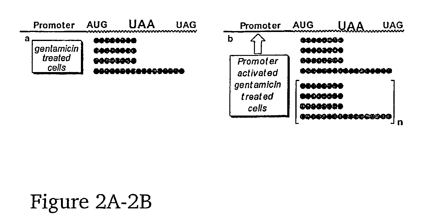 Enhanced Production of Functional Proteins From Defective Genes