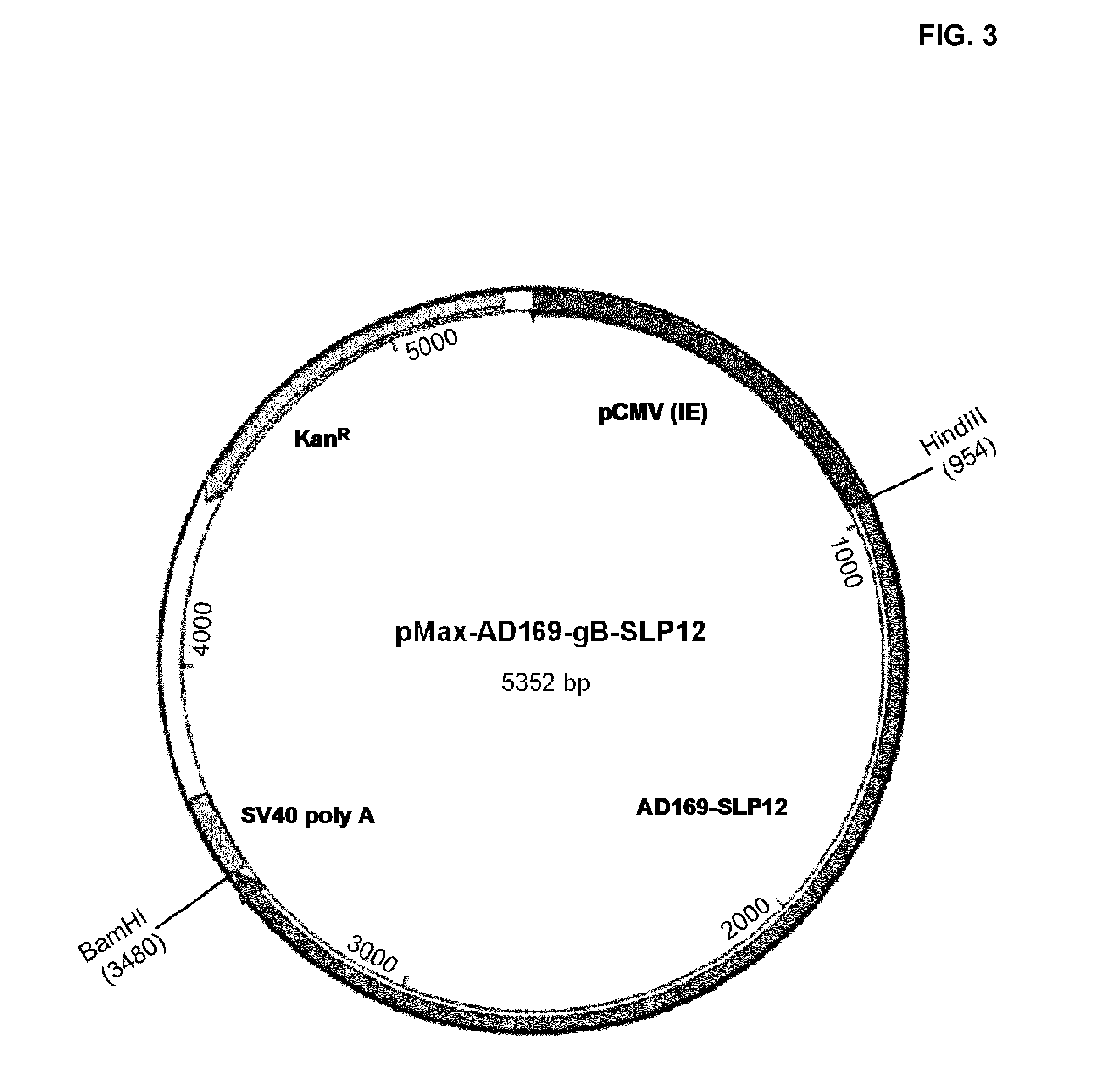 Cytomegalovirus gb antigen