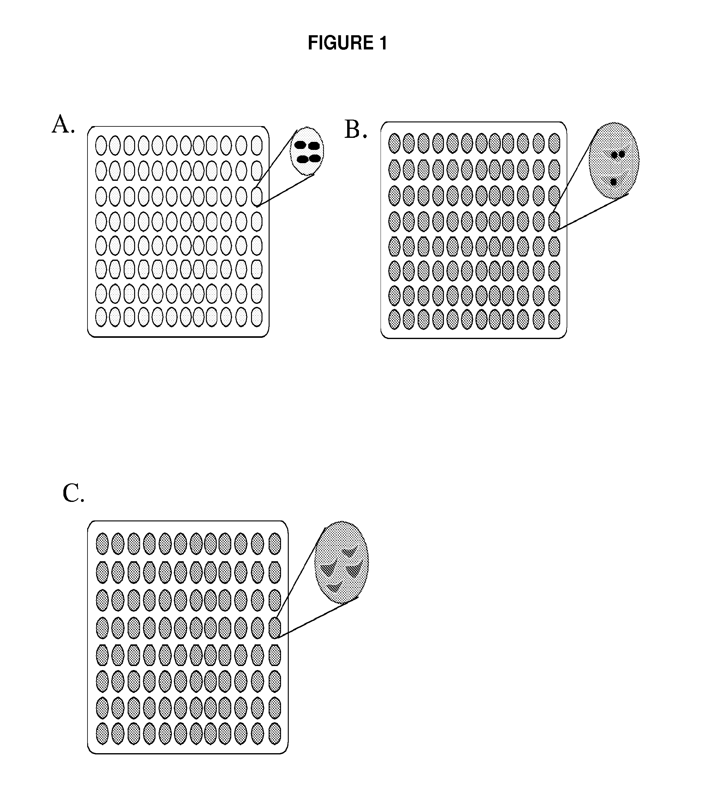 Interferon-β production modulating <i>Listeria </i>strains and methods for using same