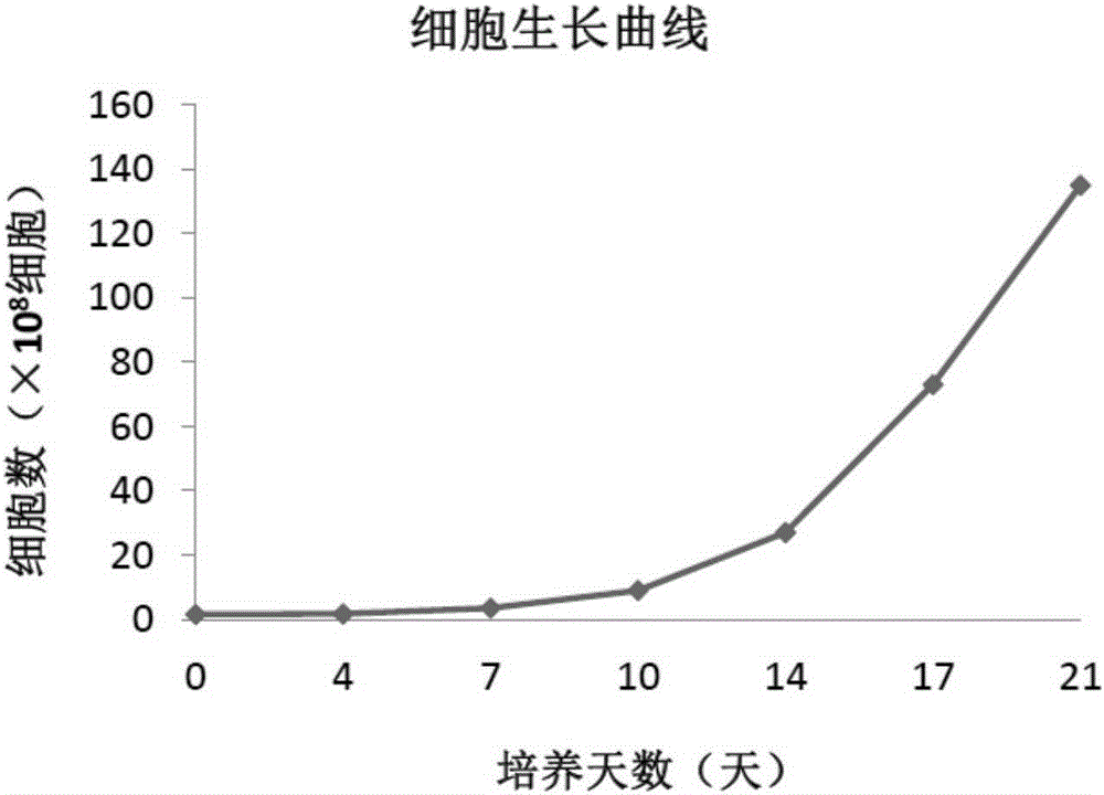 Method for amplifying NK cells through in-vitro cultivation