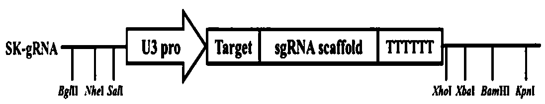 Oryza sativa gene OsGE61 and application thereof to resistance to piricularia oryzae