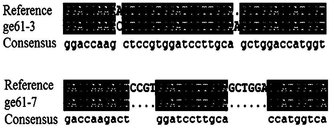 Oryza sativa gene OsGE61 and application thereof to resistance to piricularia oryzae