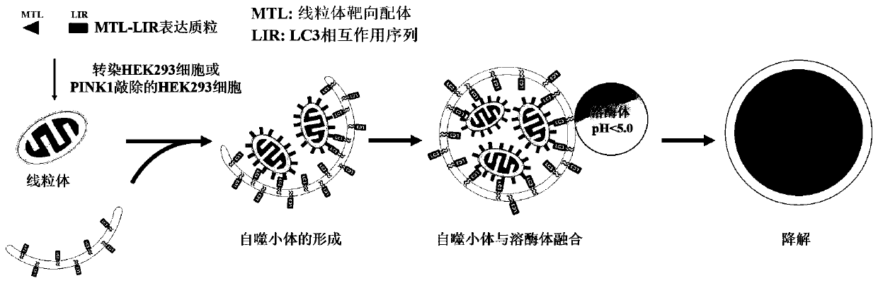 Chimeric molecule for mediating mitochondrial targeted degradation based on autophagy mechanism and application thereof