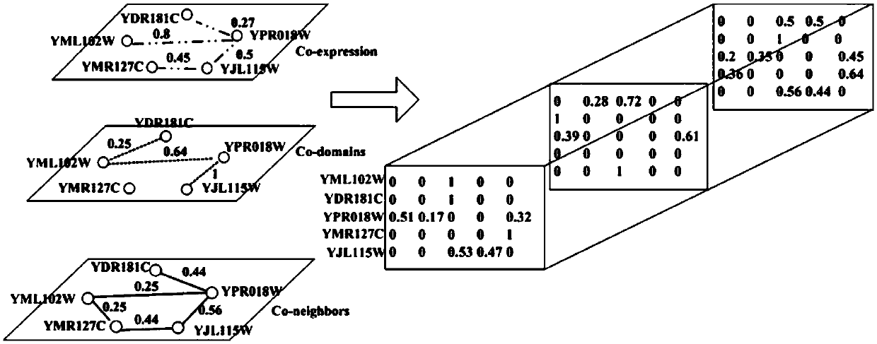 Key protein recognition method based on tensor random walking