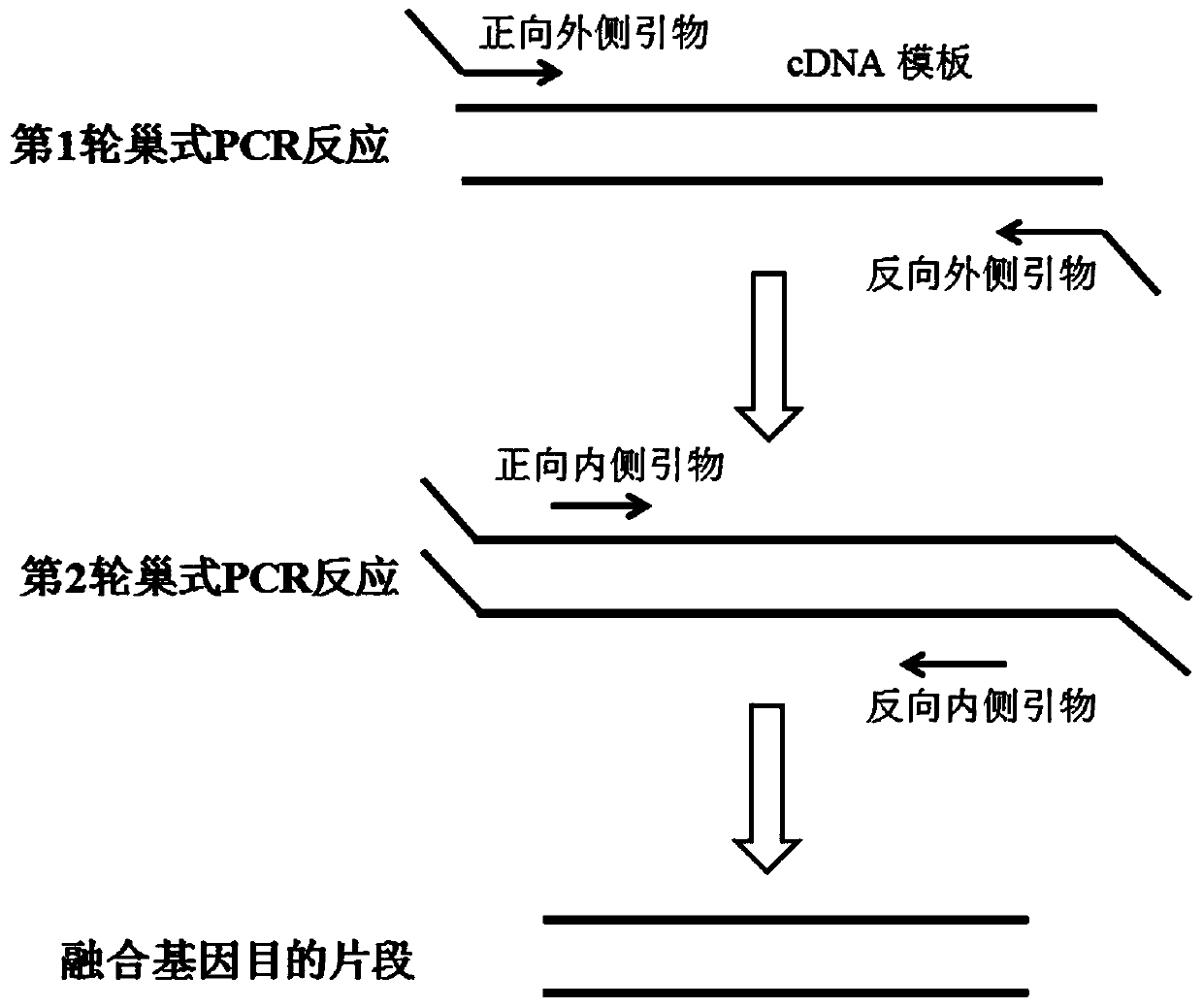 Primer, kit and method for qualitative detection of leukemia fusion gene