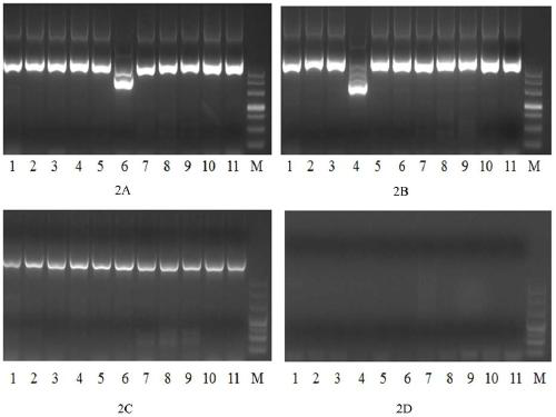 Primer, kit and method for qualitative detection of leukemia fusion gene