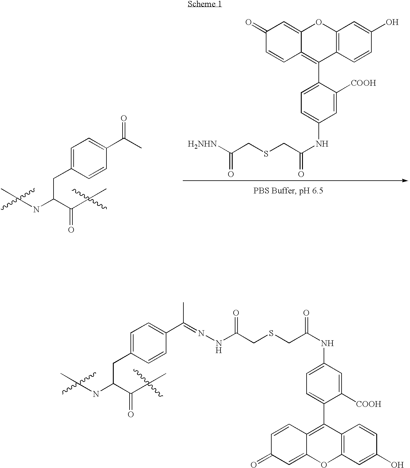 Glycoprotein synthesis