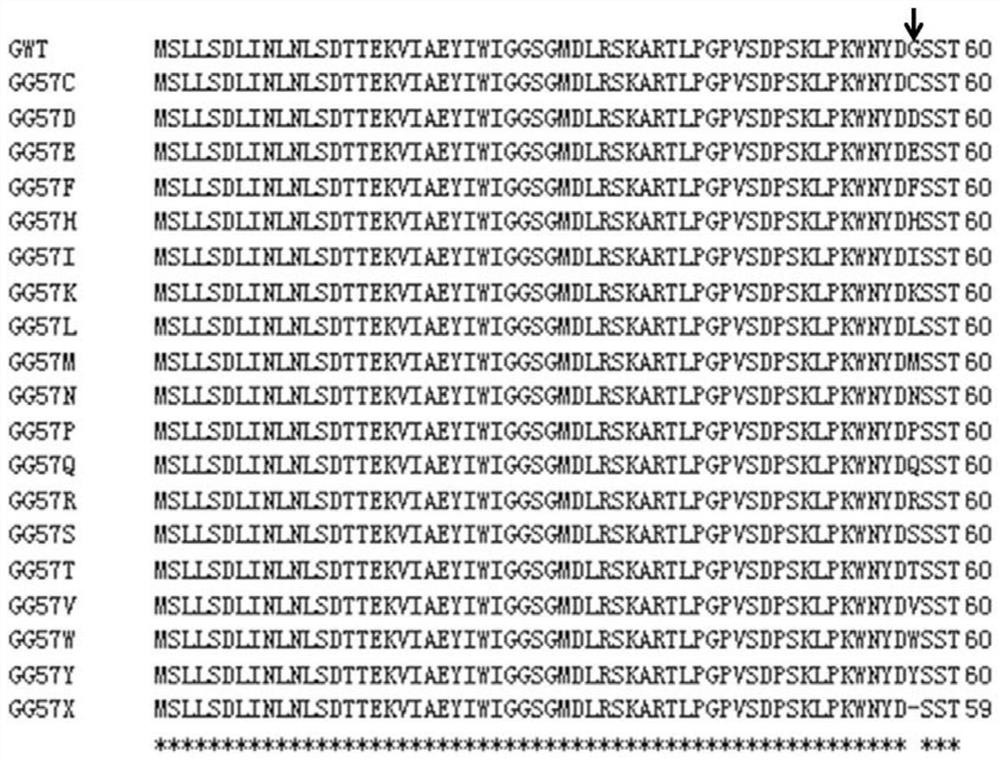 Glutamine synthetase mutant with glufosinate-ammonium resistance, nucleic acid molecule and application