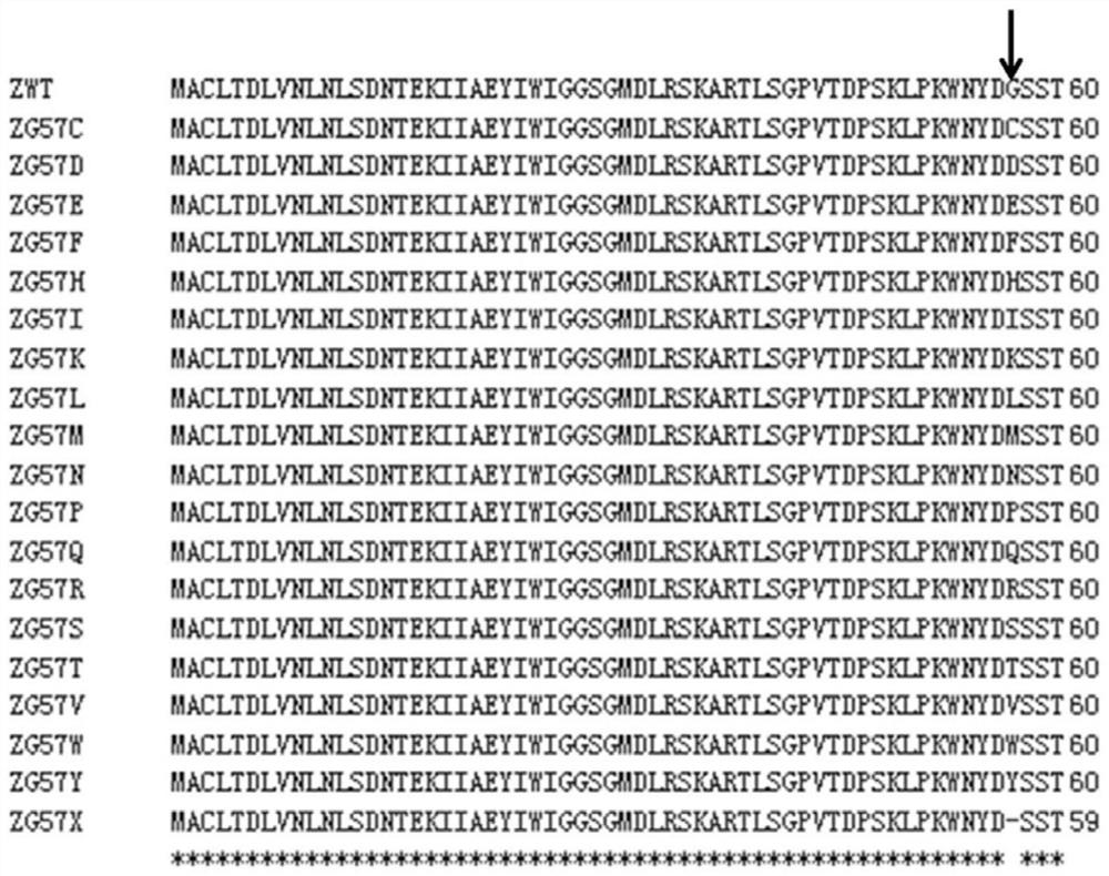 Glutamine synthetase mutant with glufosinate-ammonium resistance, nucleic acid molecule and application