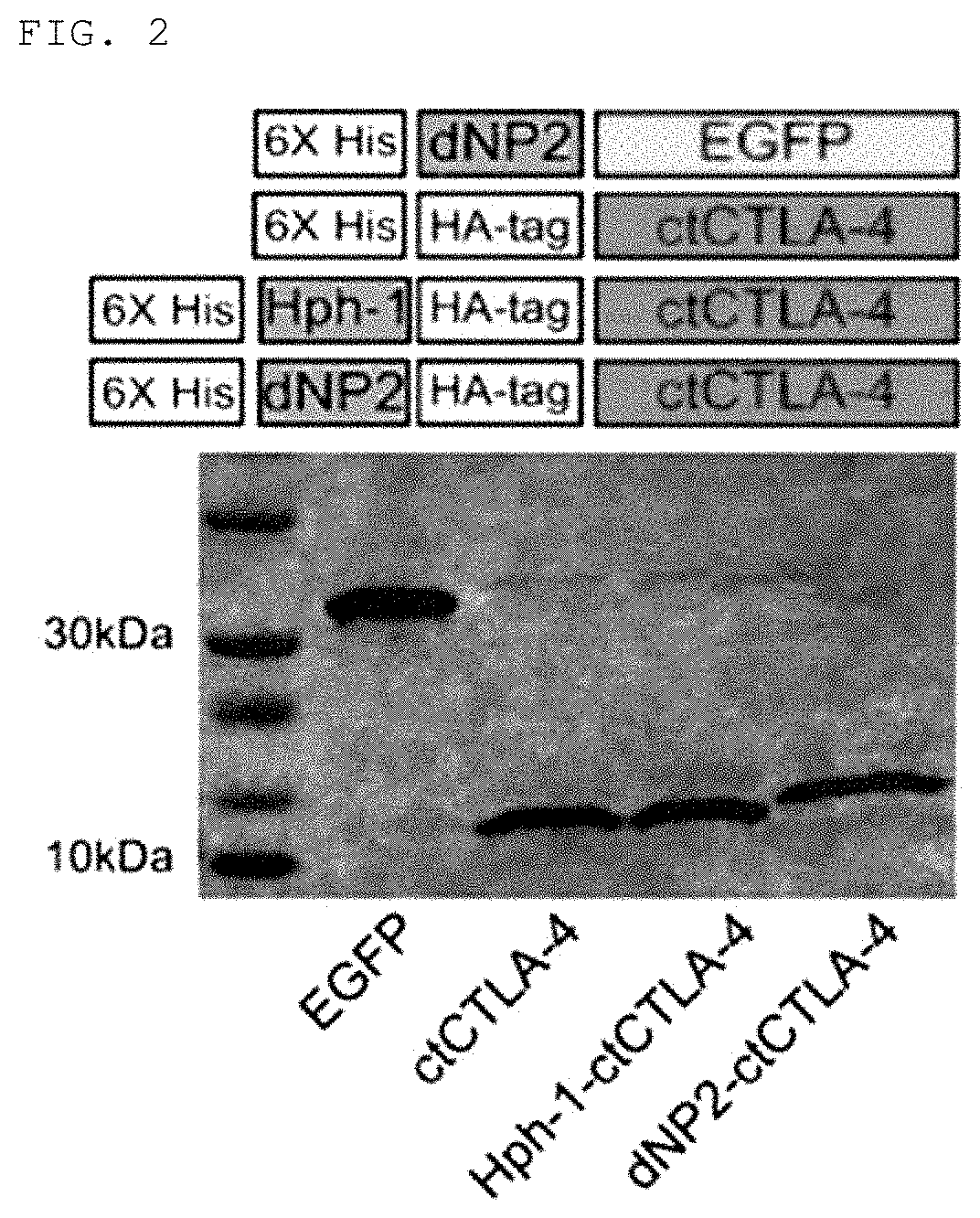 Pharmaceutical composition for preventing and treating transplant rejection