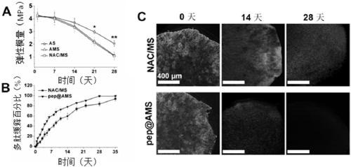 Application of nano porous microbracket in tissue regeneration and repair