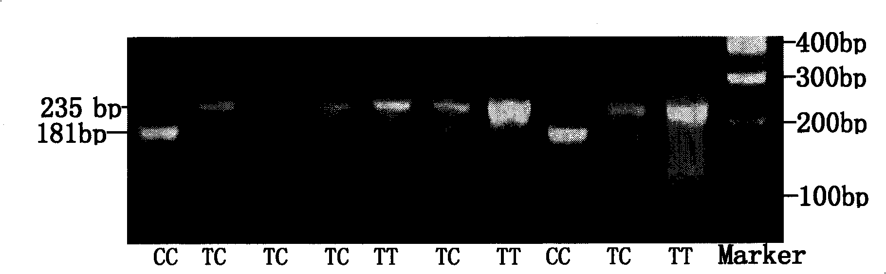 Molecular tagged method of indicating and identifying size of qin-chuan cattle body by using GDF5 gene