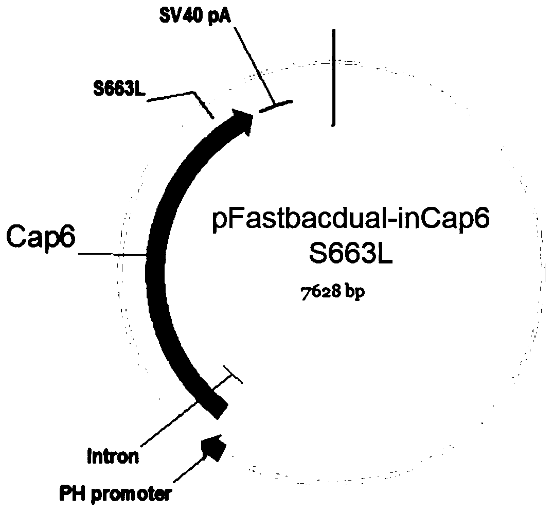 AAV (adeno-associated virus) virion with mutated capsid and application of AAV virion