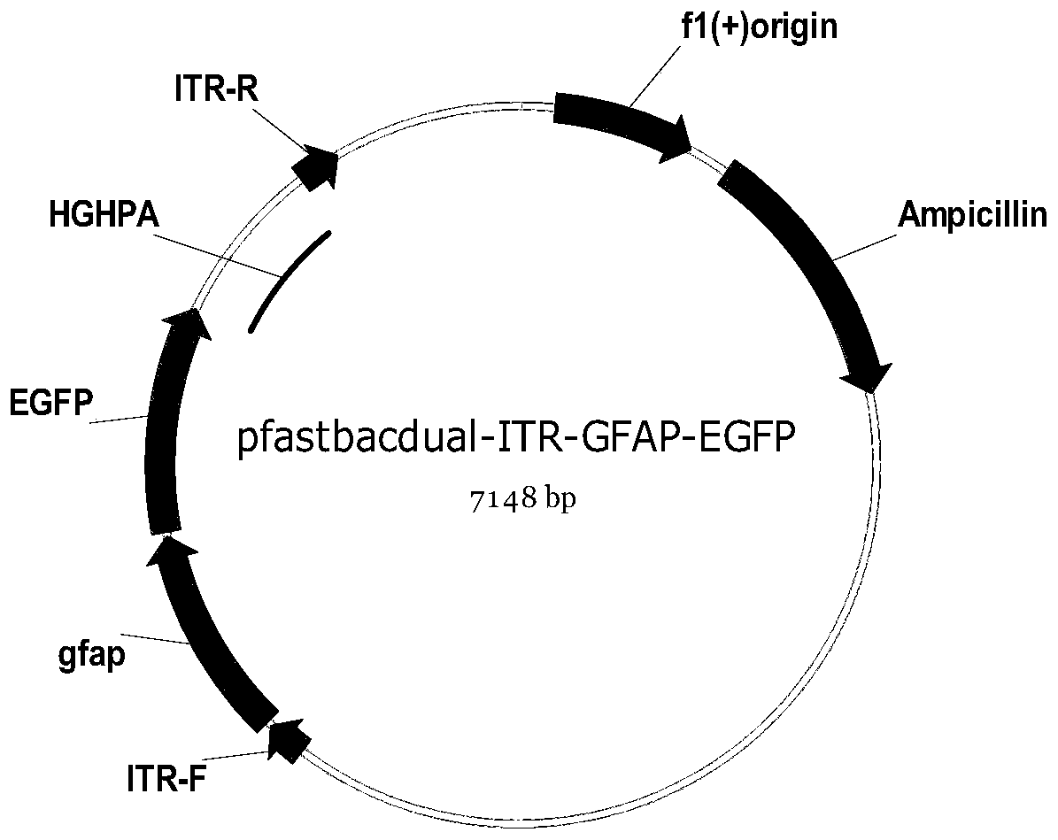 AAV (adeno-associated virus) virion with mutated capsid and application of AAV virion