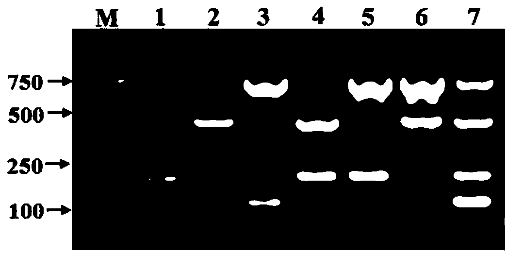 Primer combination used for synchronously detecting four infectious disease viruses of pigs and detection kit