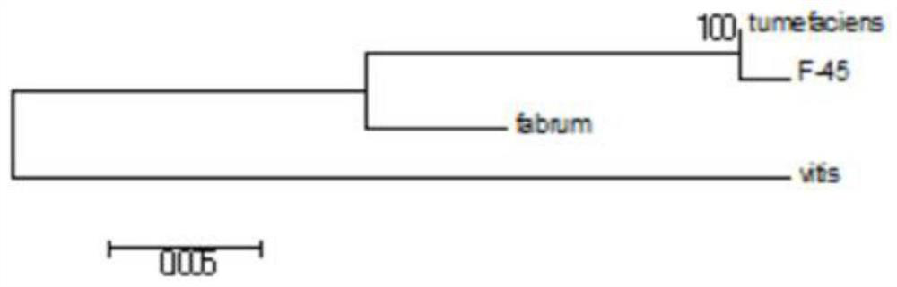 Agrobacterium tumefaciens F-45 with high yield of C21 steroidal glycoside and application of Agrobacterium tumefaciens F-45