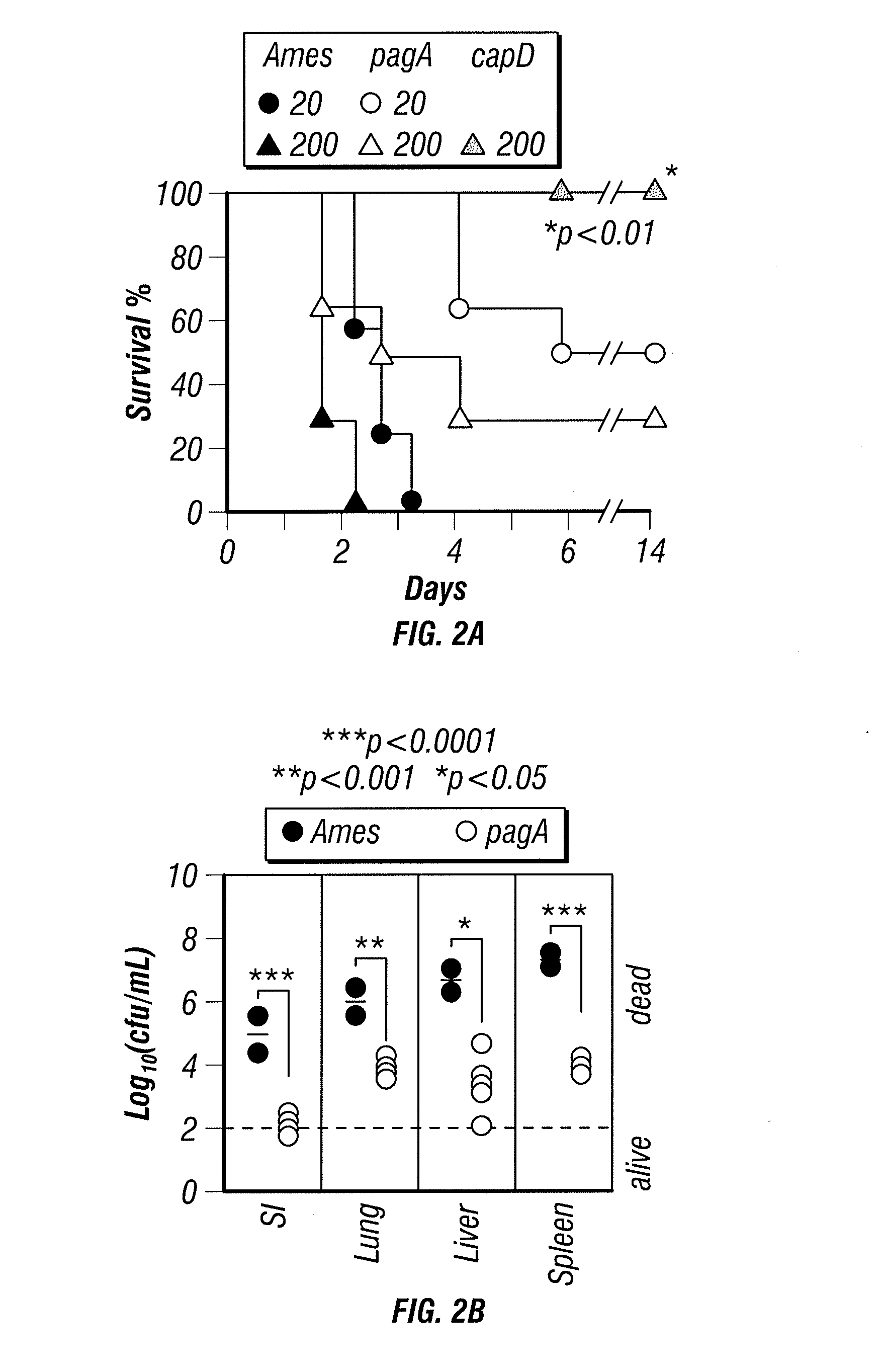 Immunogenic protein conjugates and method for making and using the same