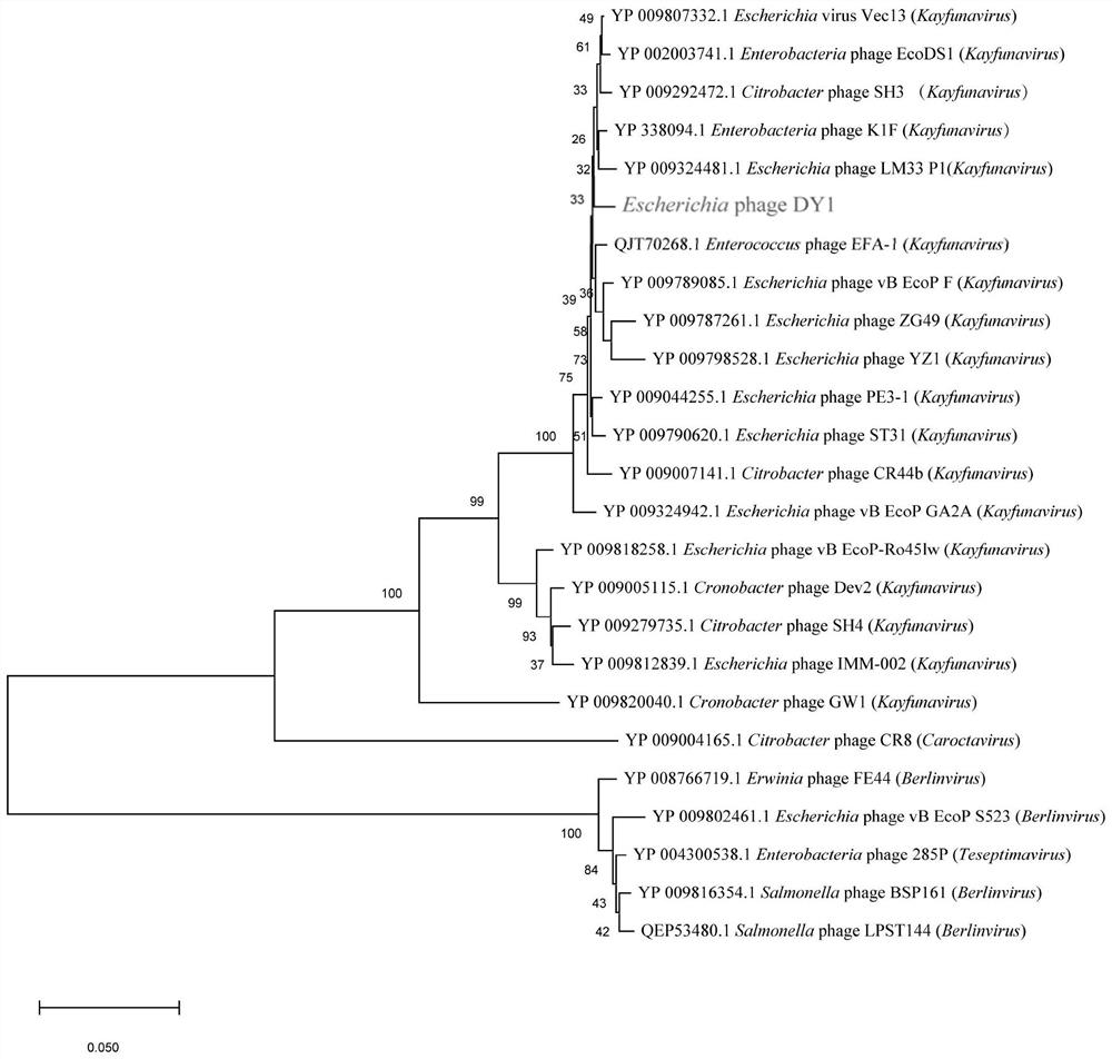 A coliphage dy1 and its application