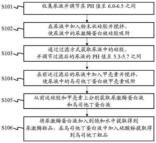 Method for extracting urokinase and ulinastatin from urine