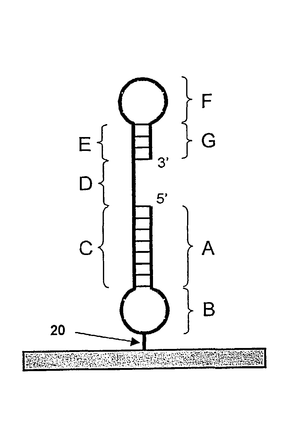 Capture moieties for nucleic acids and uses thereof