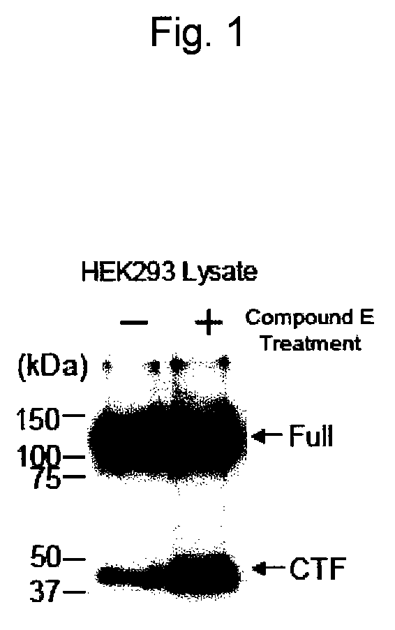 EphA4 POLYPEPTIDE HAVING A NOVEL ACTIVITY AND USE THEREOF