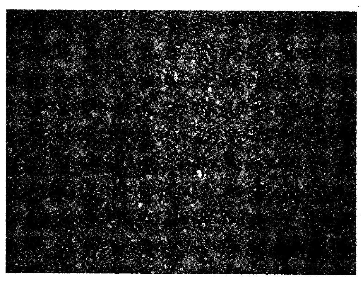 Corrosive for displaying austenitic stainless steel grain boundary of fine grains and method for preparing corrosive