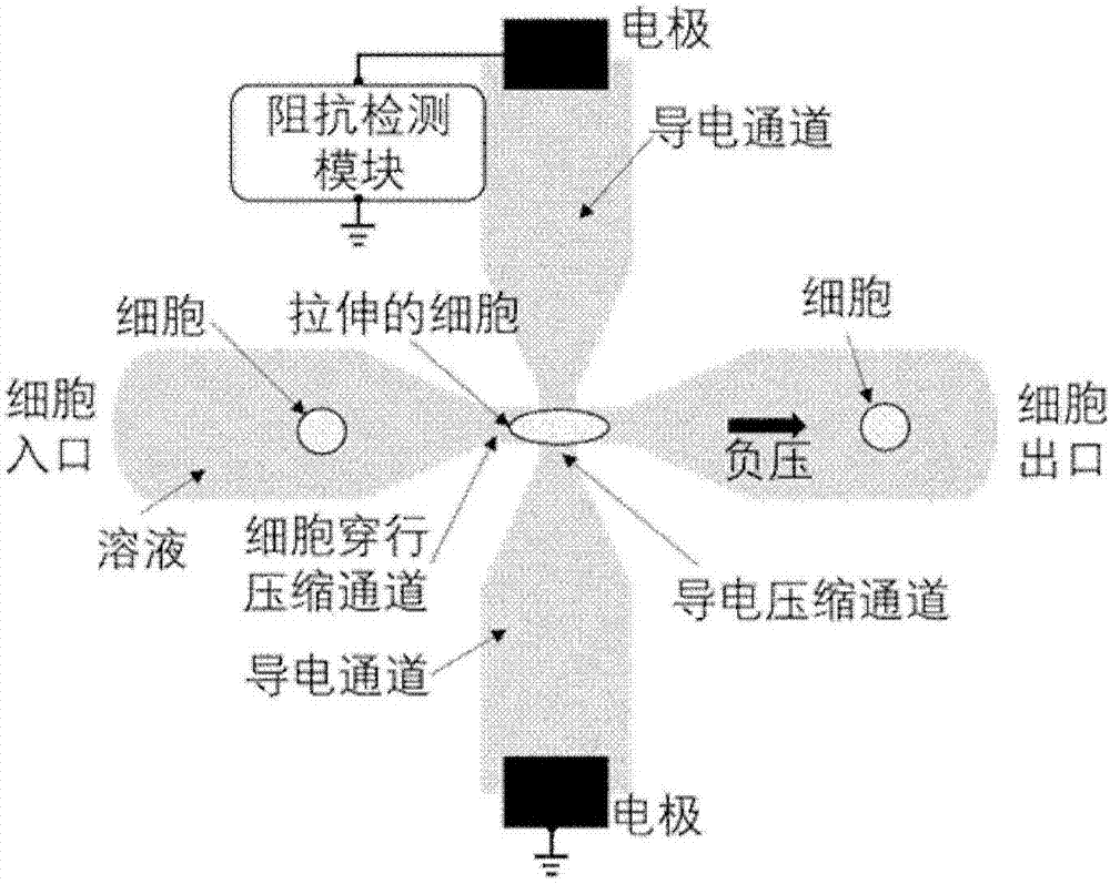 Cell membrane specific capacitance detection system and method