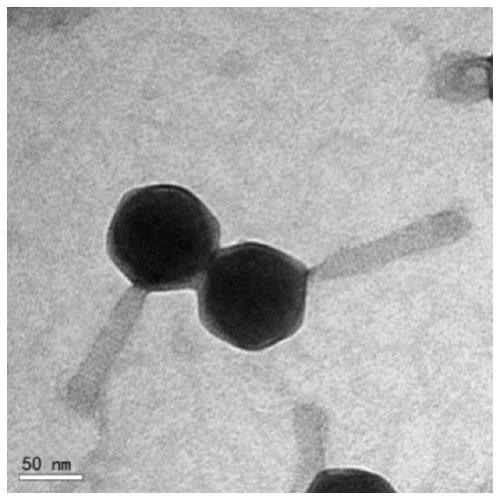 Vibrio alginolyticus bacteriophage, bacteriophage composition and application of vibrio alginolyticus bacteriophage, bacteriophage composition