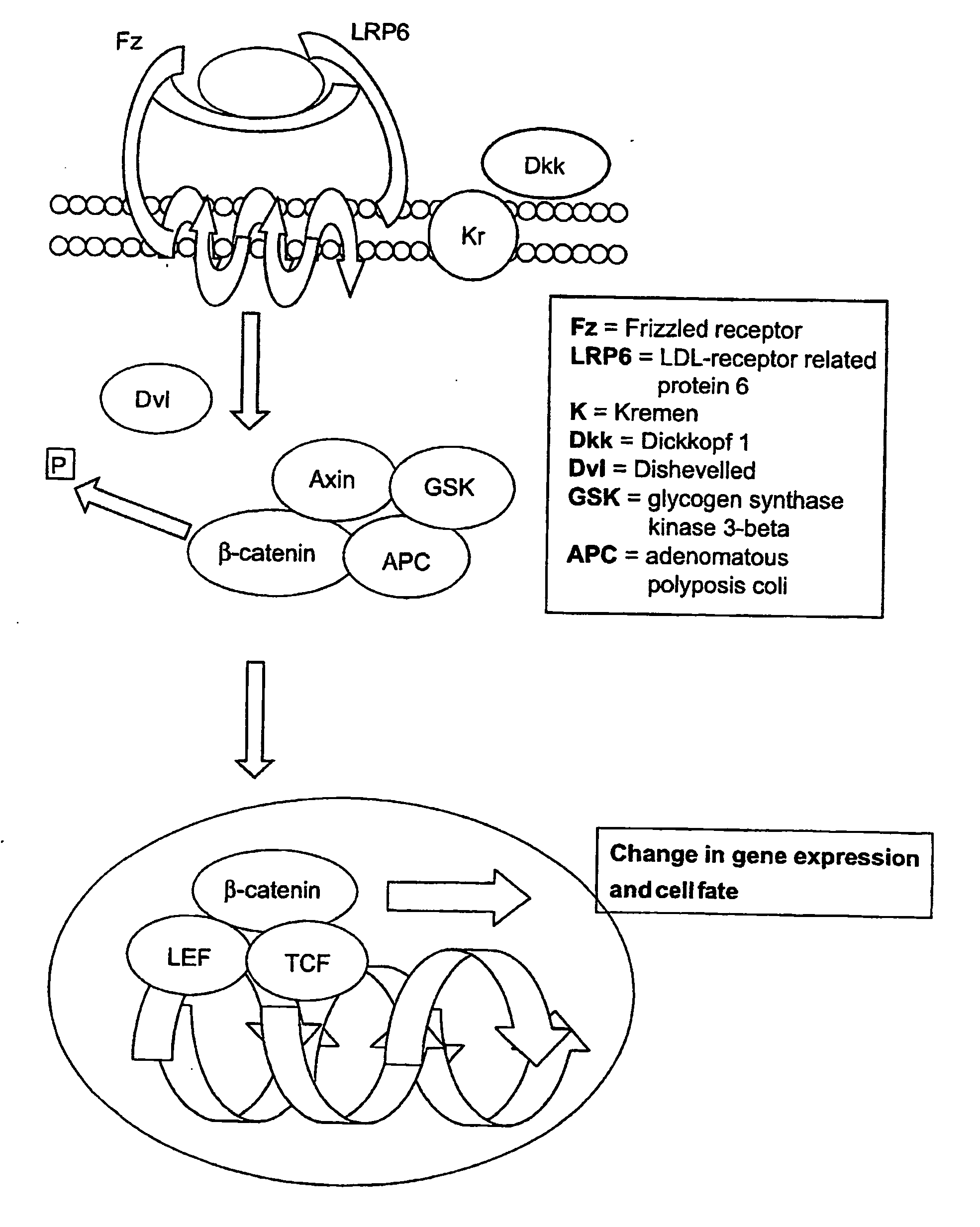 Identification, Isolation and Elimination of Cancer Stem Cells