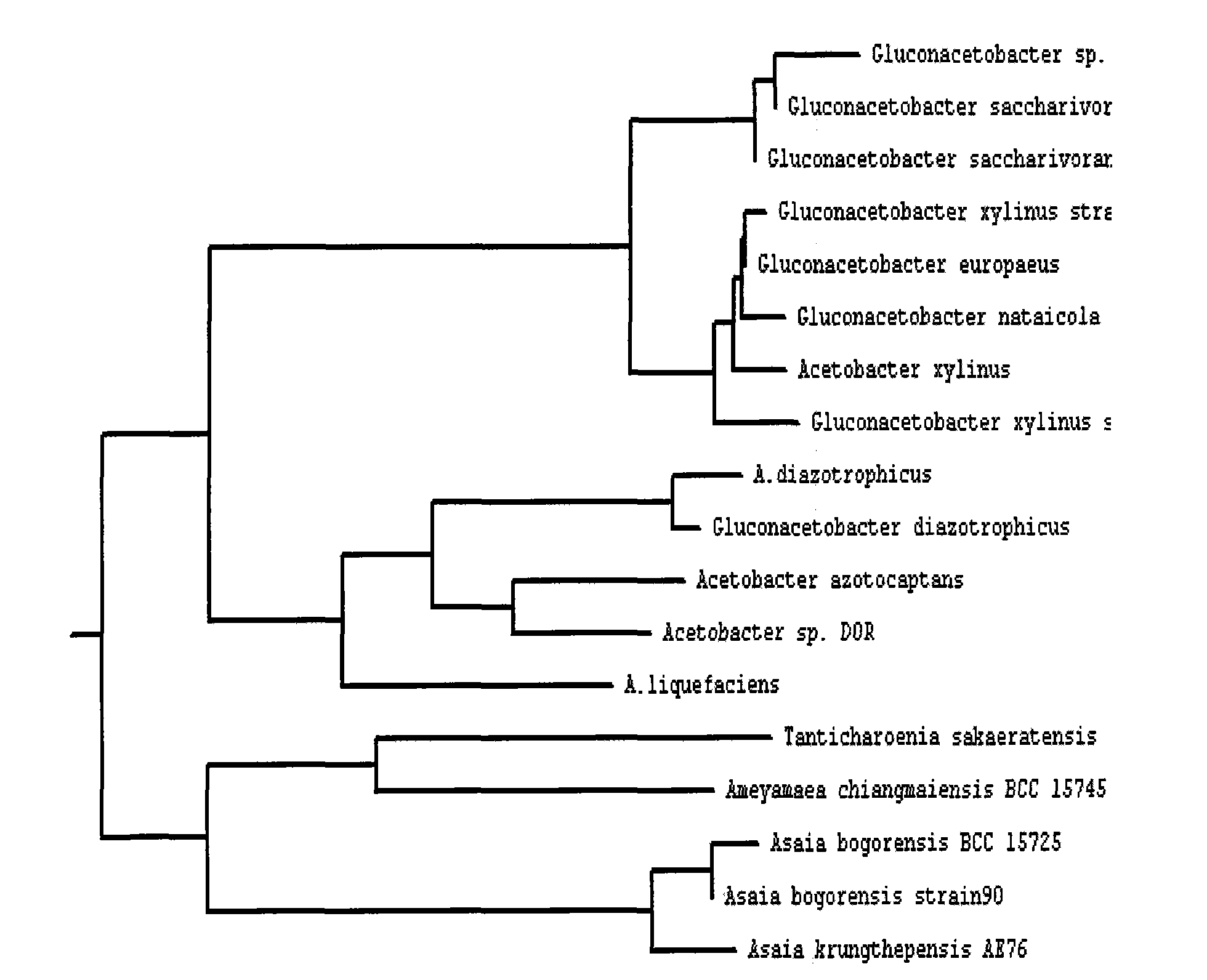 Strain of gluconacetobacter and application thereof