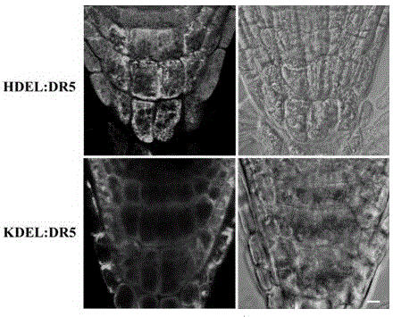 Method of using three dimensional reconstruction imaging technology to analyze structure of root tip cells of arabidopis thaliana