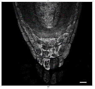 Method of using three dimensional reconstruction imaging technology to analyze structure of root tip cells of arabidopis thaliana