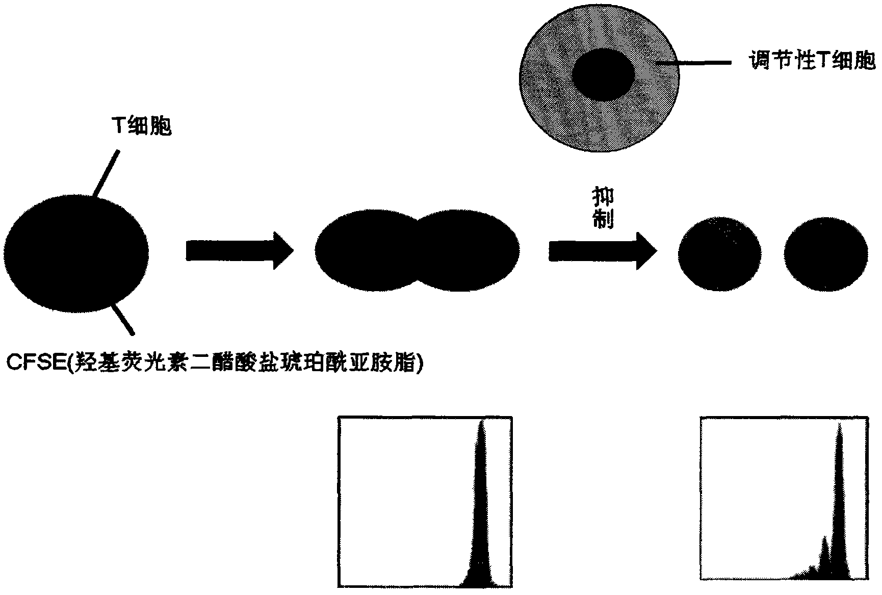 A method for detecting the immunosuppressive function of regulatory T cells