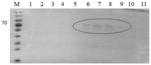 The gene encoding GDP-mannose-4,6-dehydratase in kelp, its protein and its application