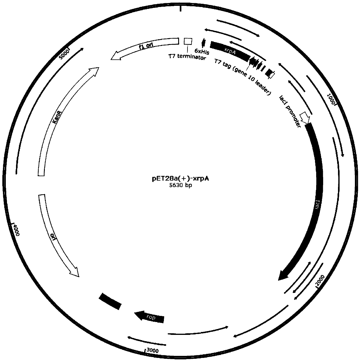 Method for improving acid stress resistance of Serratia marcescens