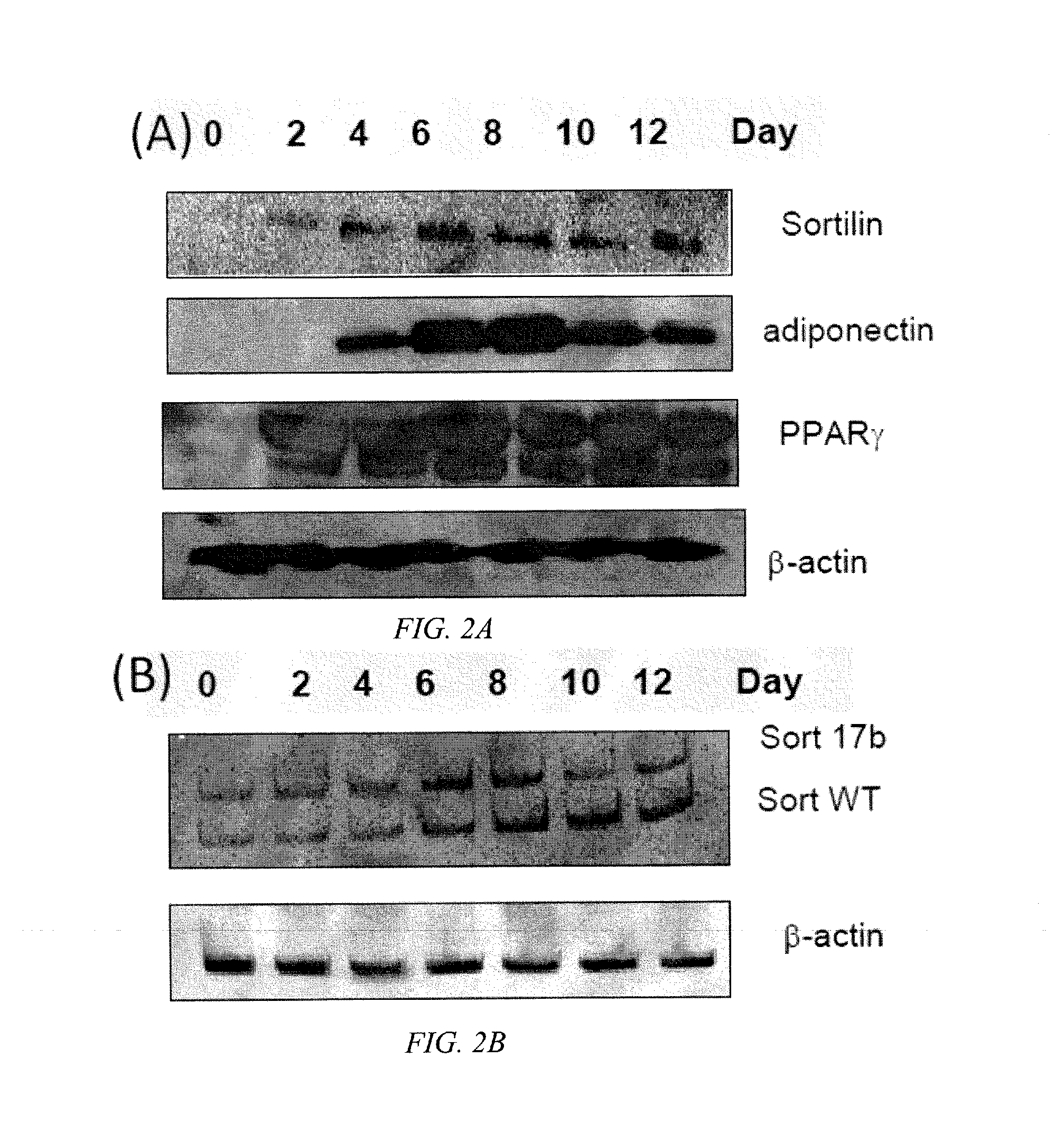 Sortilin-Binding Small Molecules for Increasing Glucose Uptake