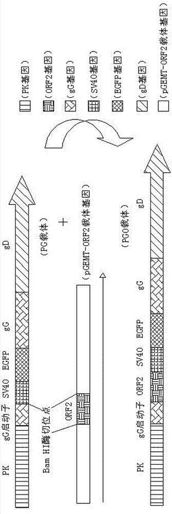 Recombinant porcine pseudorabies virus strain used for expression of porcine circovirus type II (PCV2) ORF2 gene, and preparation method thereof