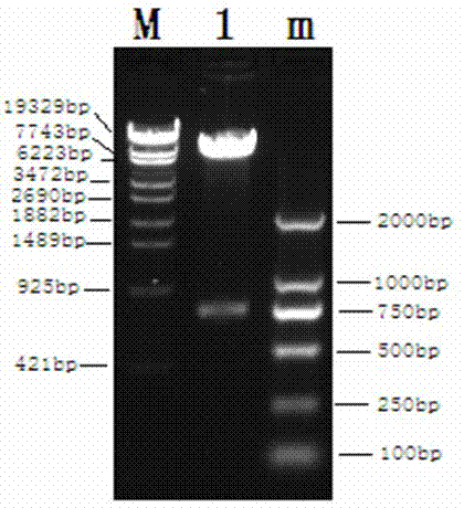 Recombinant porcine pseudorabies virus strain used for expression of porcine circovirus type II (PCV2) ORF2 gene, and preparation method thereof