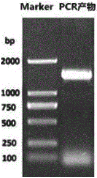 Insecticide toxin protein HS487 and application of gene thereof in biological prevention and treatment