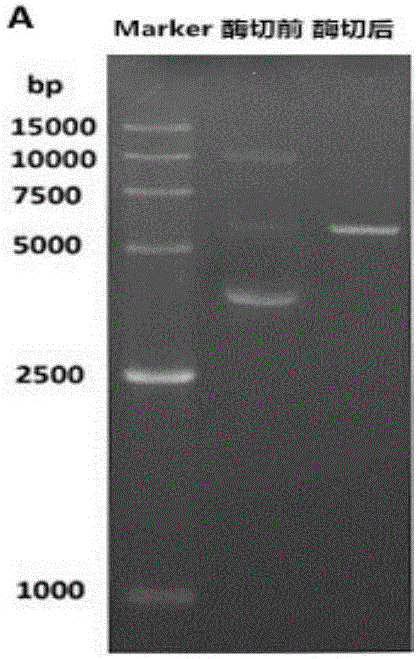 Insecticide toxin protein HS487 and application of gene thereof in biological prevention and treatment