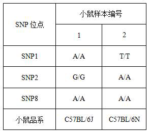 Application of SNP (Single Nucleotide Polymorphism) marker in inbred line mouse strain identification and primer sequence