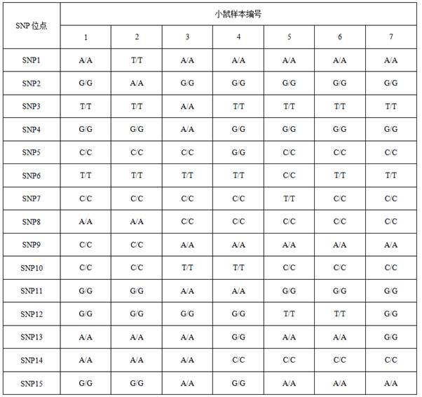 Application of SNP (Single Nucleotide Polymorphism) marker in inbred line mouse strain identification and primer sequence