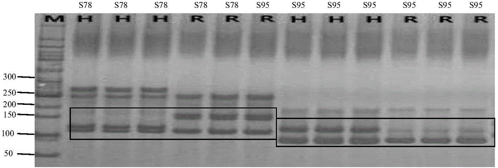 SSR molecular marker for salt tolerance of Fraxinus velutina