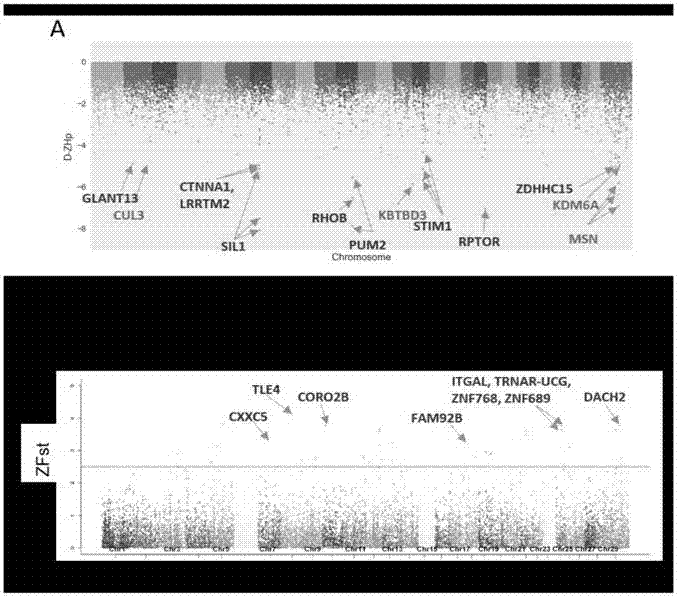 Method for detecting single nucleotide polymorphism of genes related to yean trait of milk goat