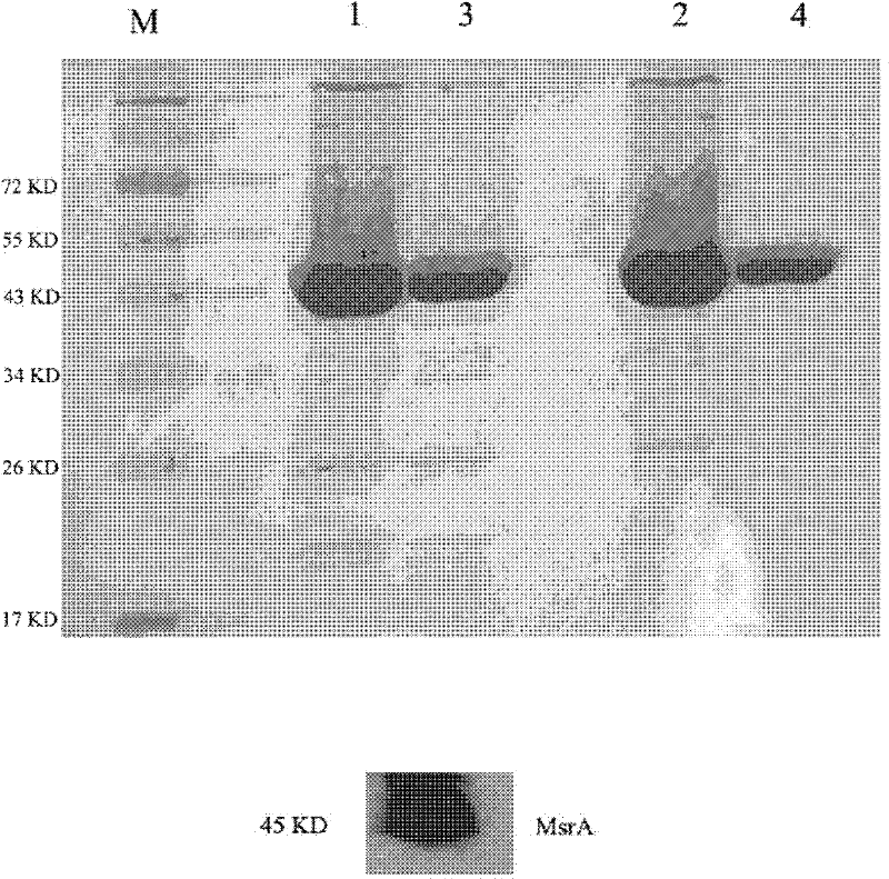 Recombination fusion protein Trx-TAT-hMsrA and application thereof to aspect of nerve cell protection